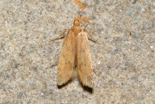Réf. 213 048 : Helcystogramma lutatella